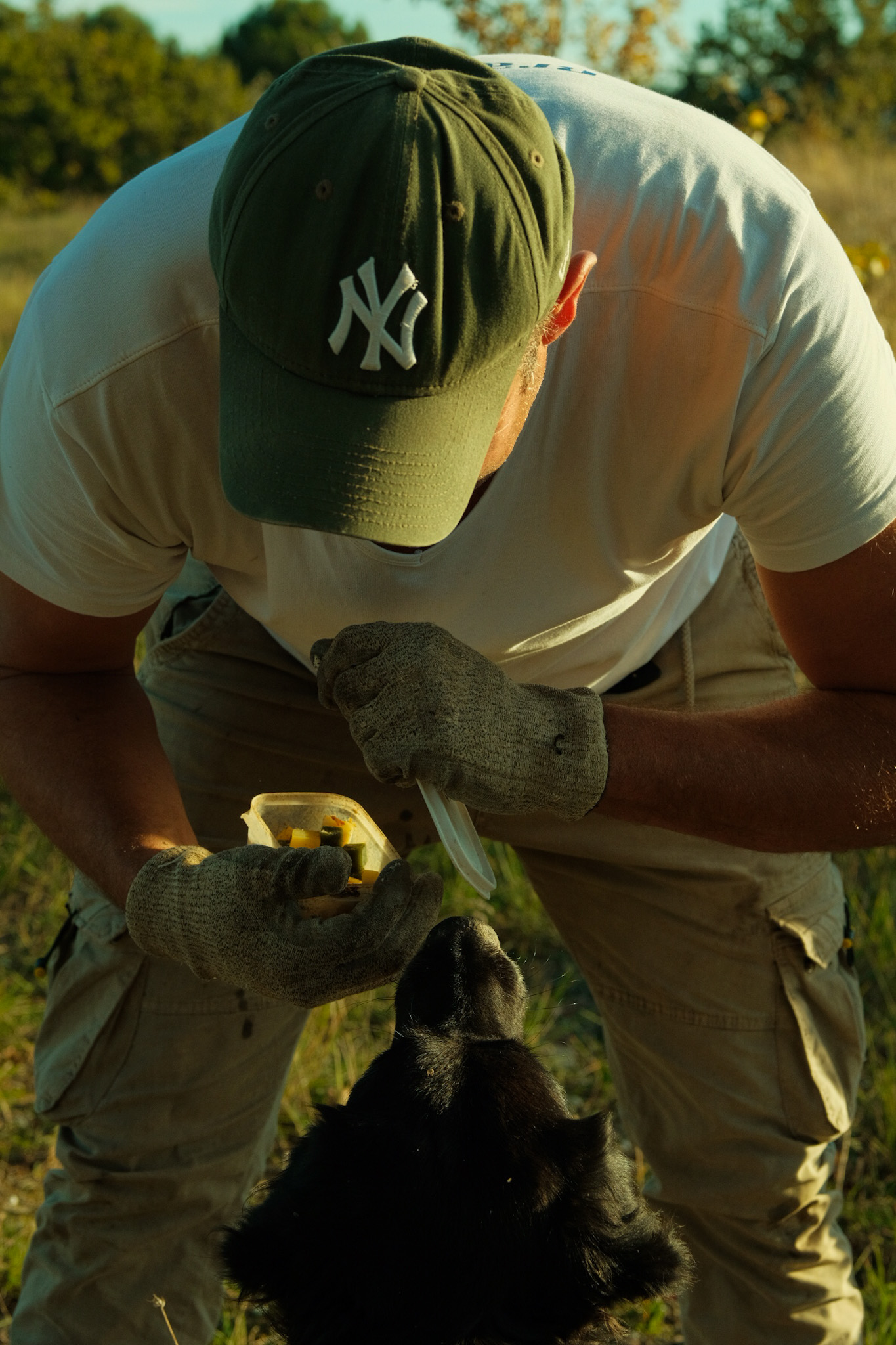 Golden light companion